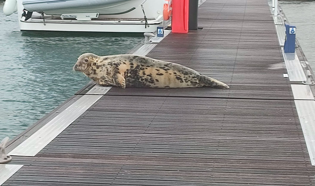 Seadream Seal on pontoon